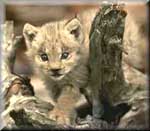 lince_3.jpg - 4551 Bytes