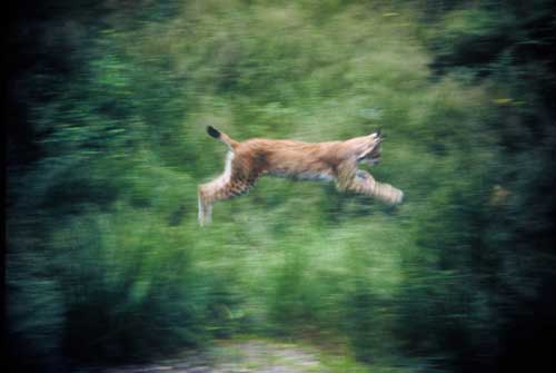 lince_4.jpg - 14104 Bytes