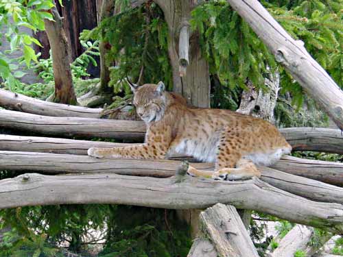 lince_5.jpg - 34936 Bytes